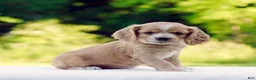 Cocker Spaniel dogs for sale: Tessa - Ad 1