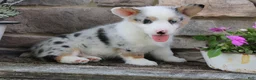 Welsh Corgi Pembroke dogs for sale: Denver  - Ad 1