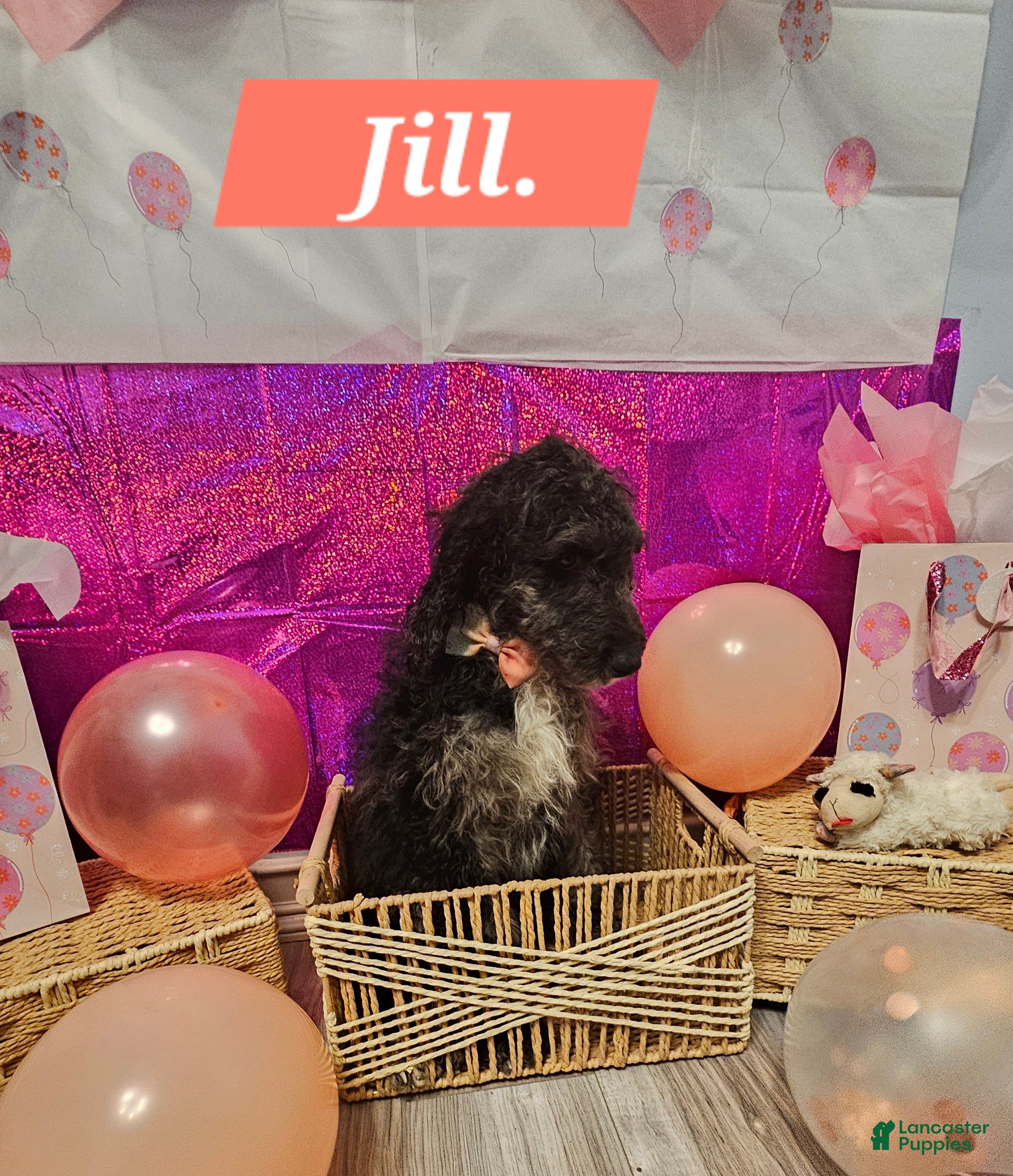 Mixed Breed dogs for sale: Jill. - Ad 3