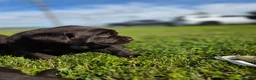 Labrador Retriever dogs for sale: Hazel - Ad 2