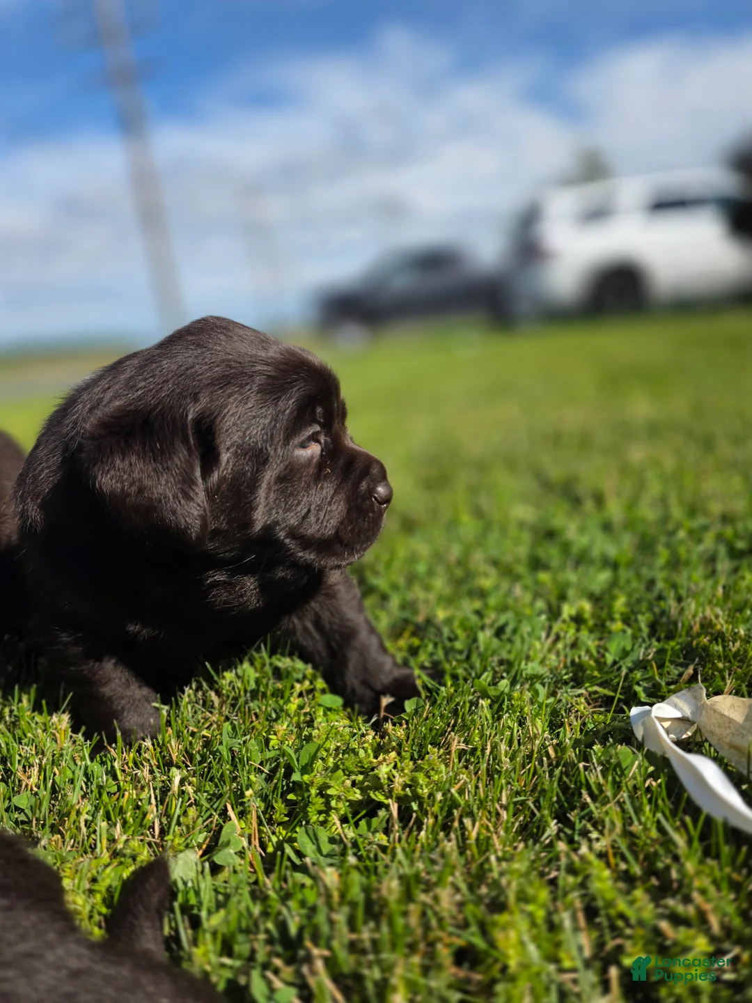 Labrador Retriever dogs for sale: Hazel - Ad 2