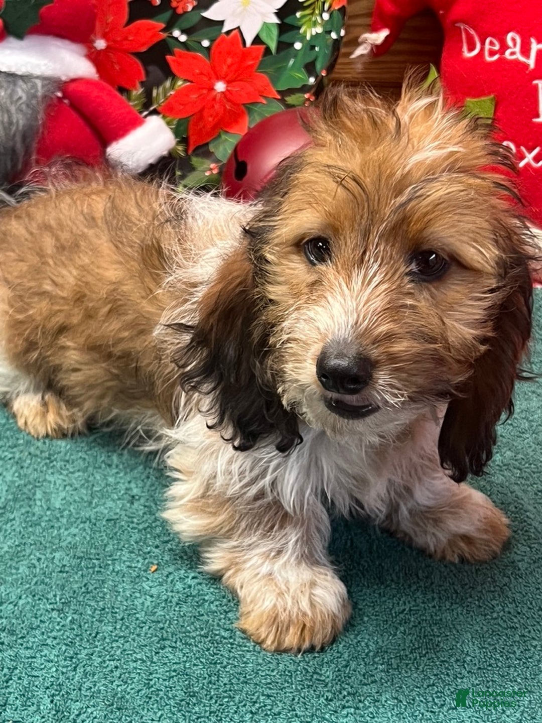 Dachshund dogs for sale: Charlie - Ad 4