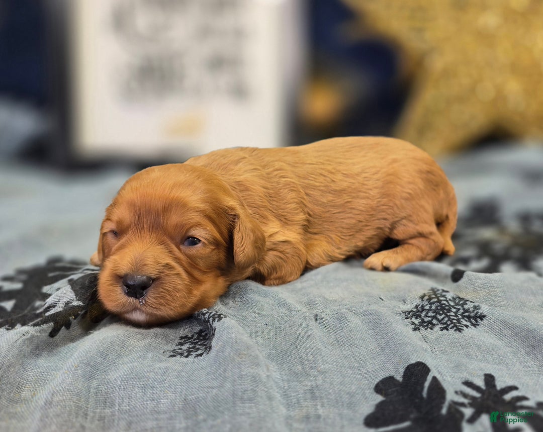 Cavapoo dogs for sale: Scarf - Ad 3