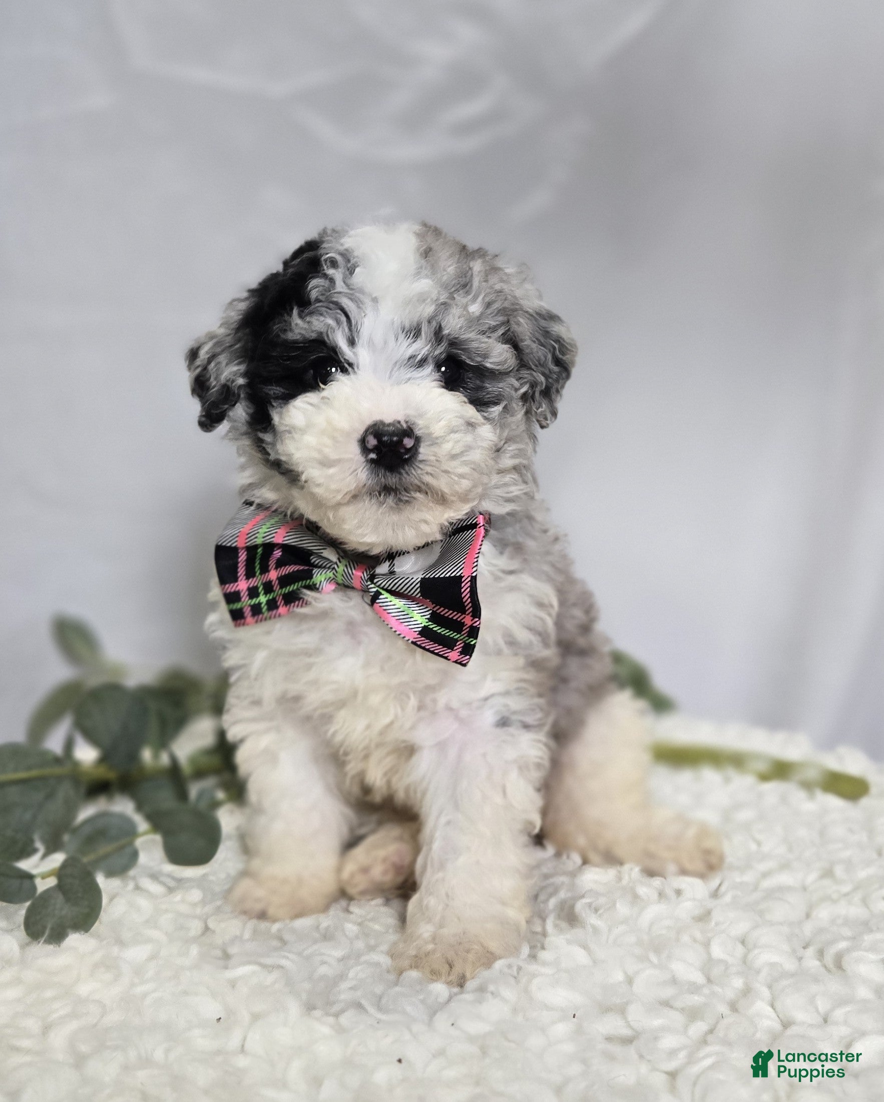 Mini Sheepadoodle dogs Minnie - Ad 1