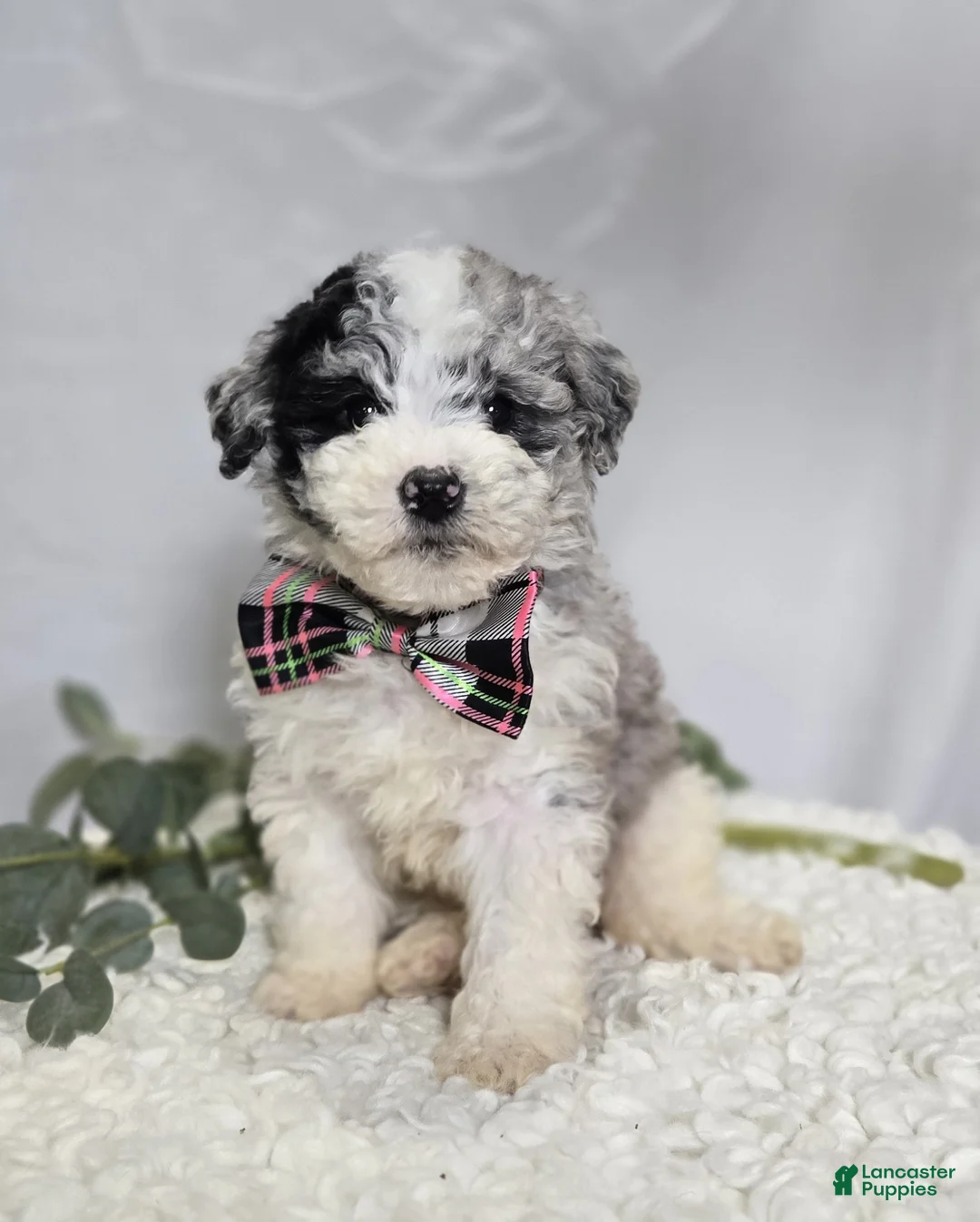 Mini Sheepadoodle dogs for sale: Minnie - Ad 1