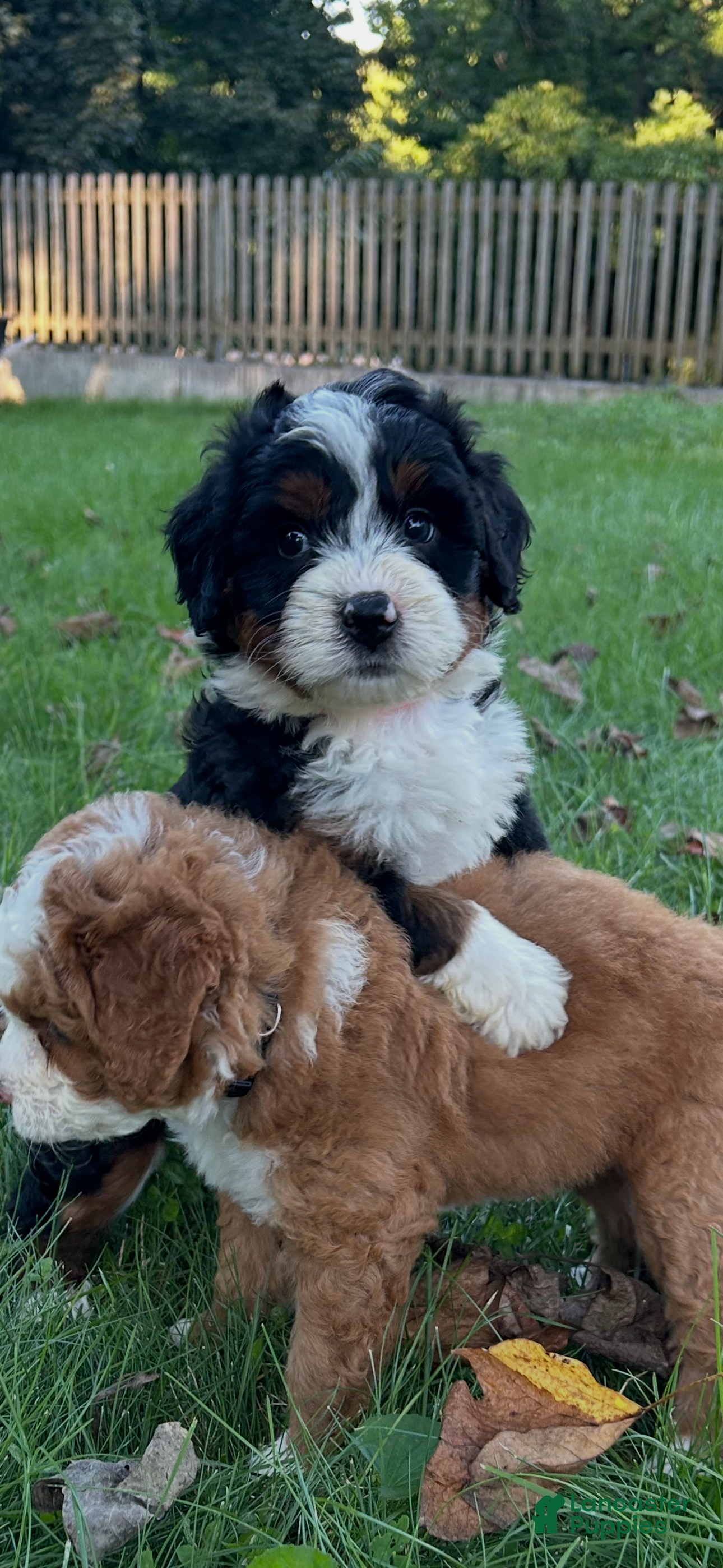 Mini Bernedoodle dogs  Oakley - Ad 1