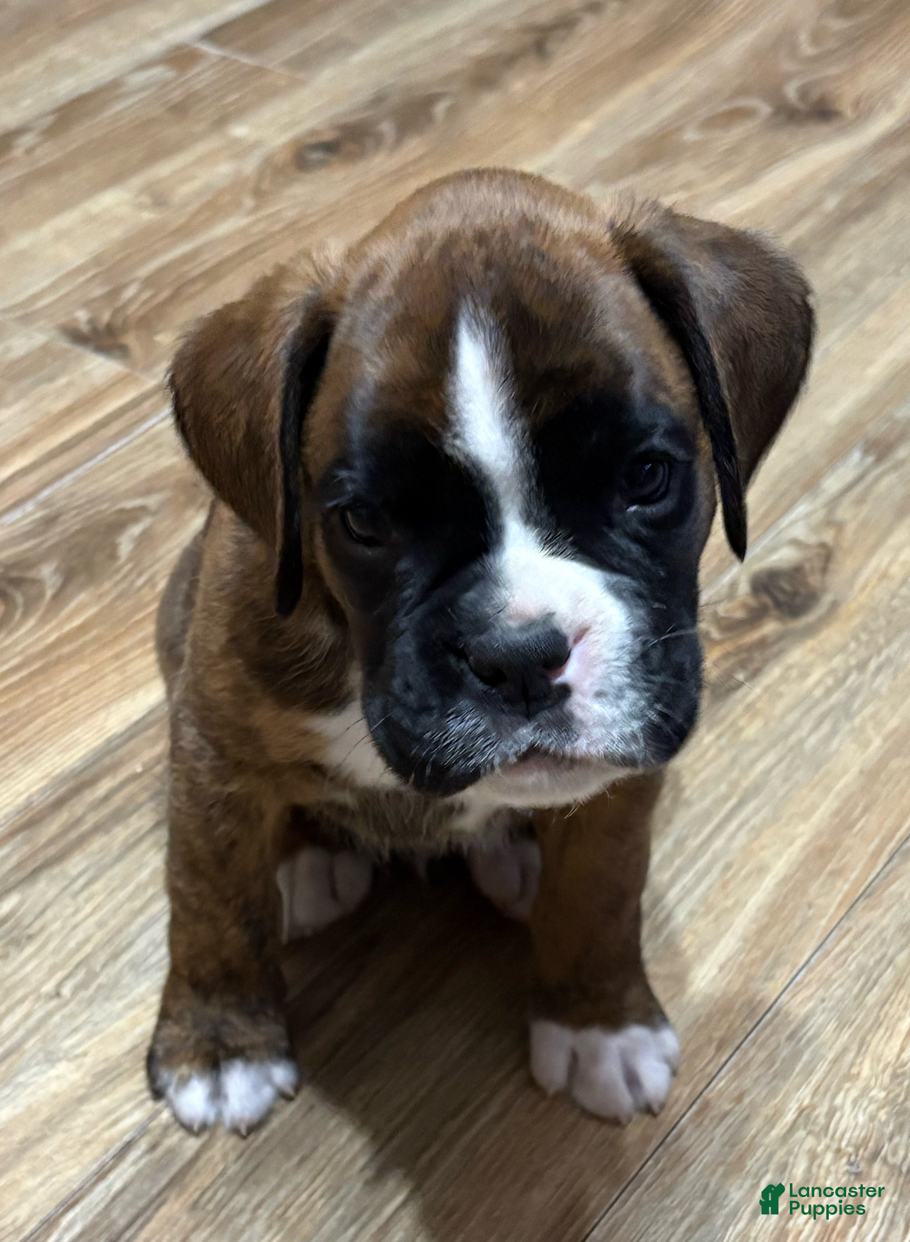 Boxer dogs for sale: Duke - Ad 2
