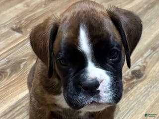 Boxer dogs for sale: Duke - Ad 2