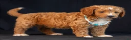 Mini Goldendoodle dogs for sale: Mira - Ad 4