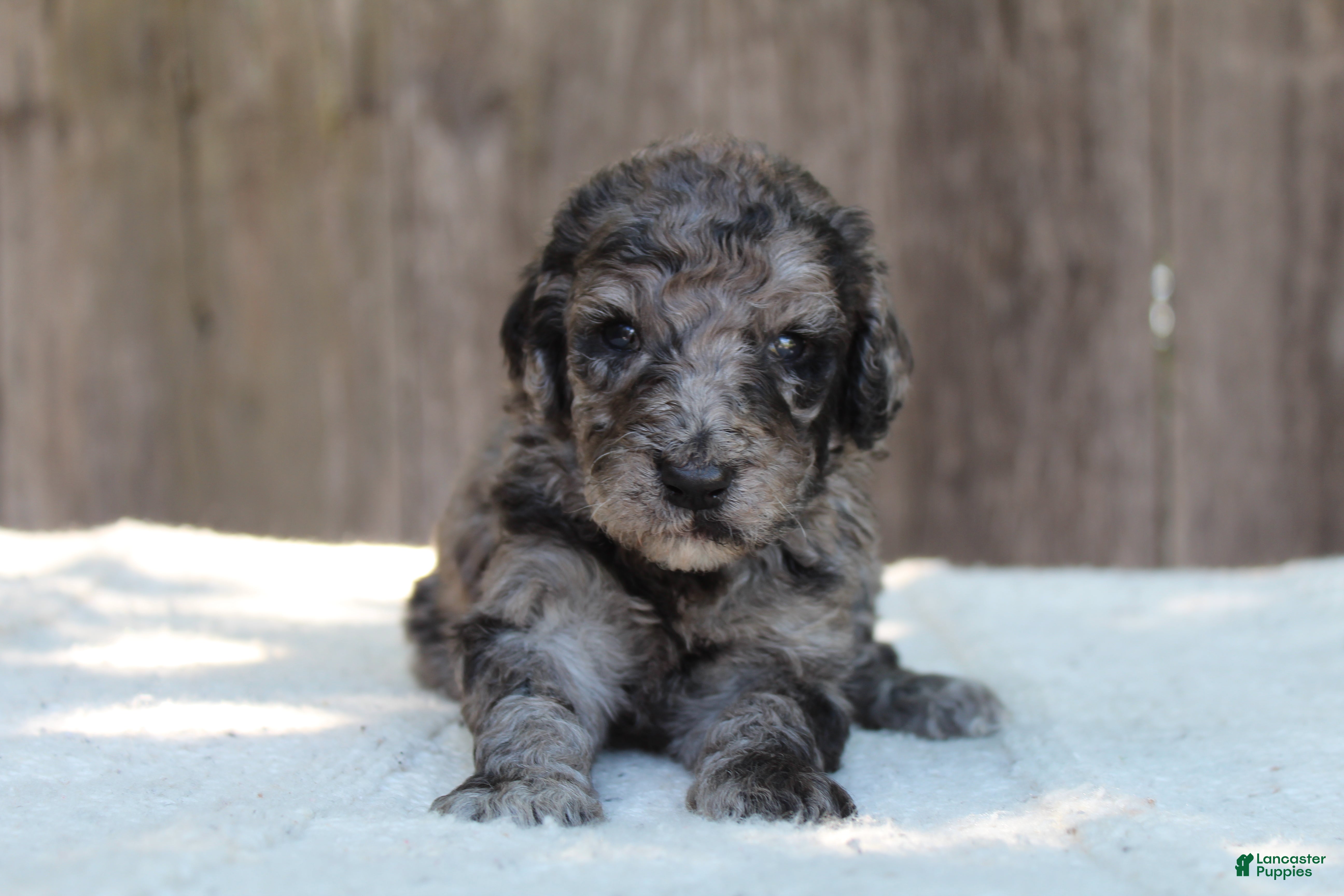 Standard Poodle dogs for sale: Ash AKC Standard Poodle - Ad 8