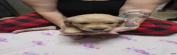 Golden Retriever dogs for sale: Purple collar - Ad 2