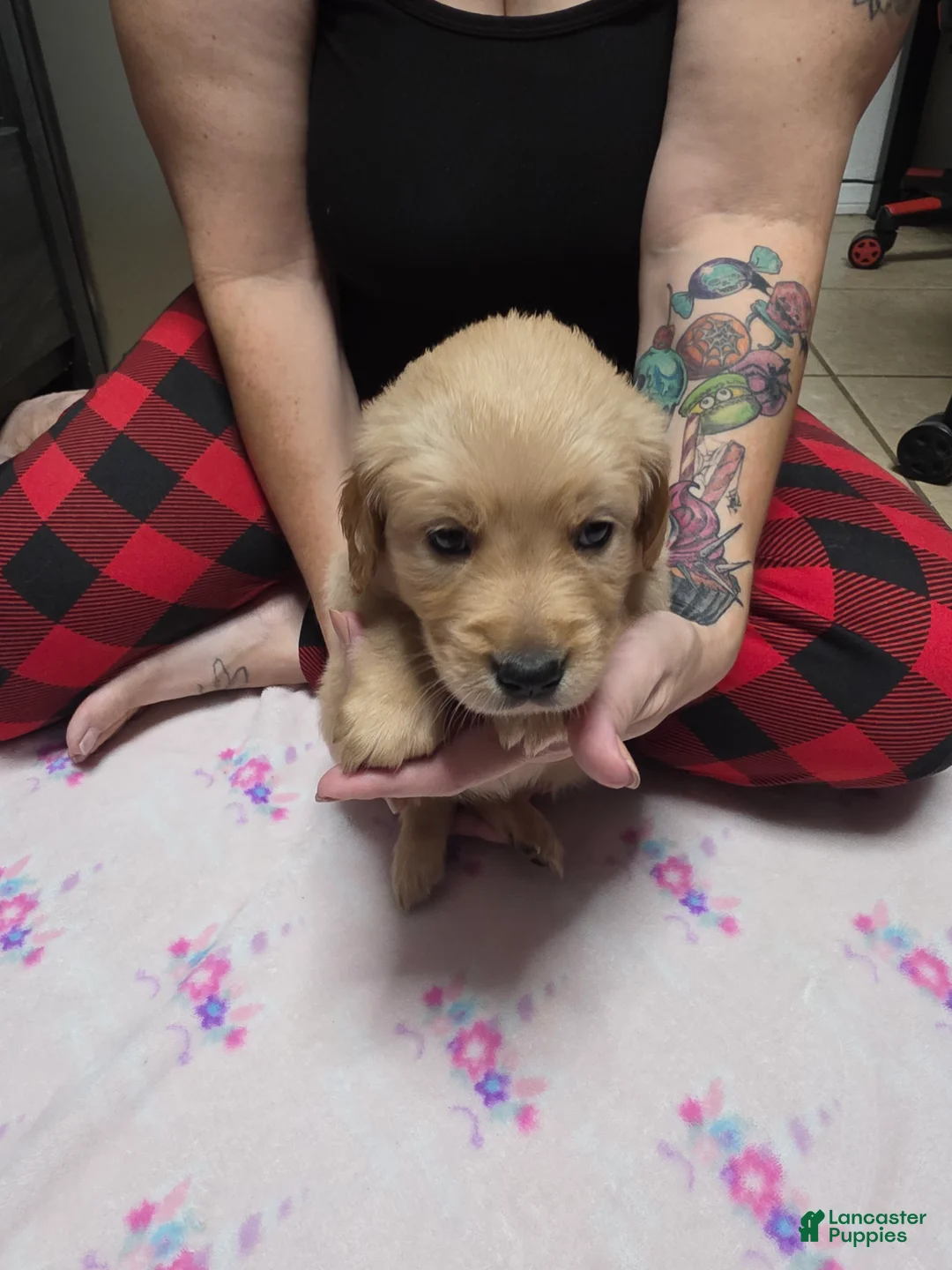 Golden Retriever dogs for sale: Purple collar - Ad 2