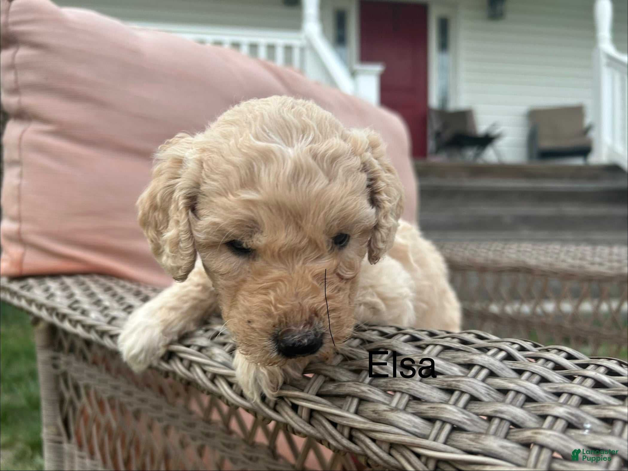 Goldendoodle dogs Goldendoodle Puppy 4 - Ad 1