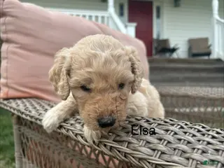 Goldendoodle dogs for sale: Goldendoodle Puppy 4 - Ad 3