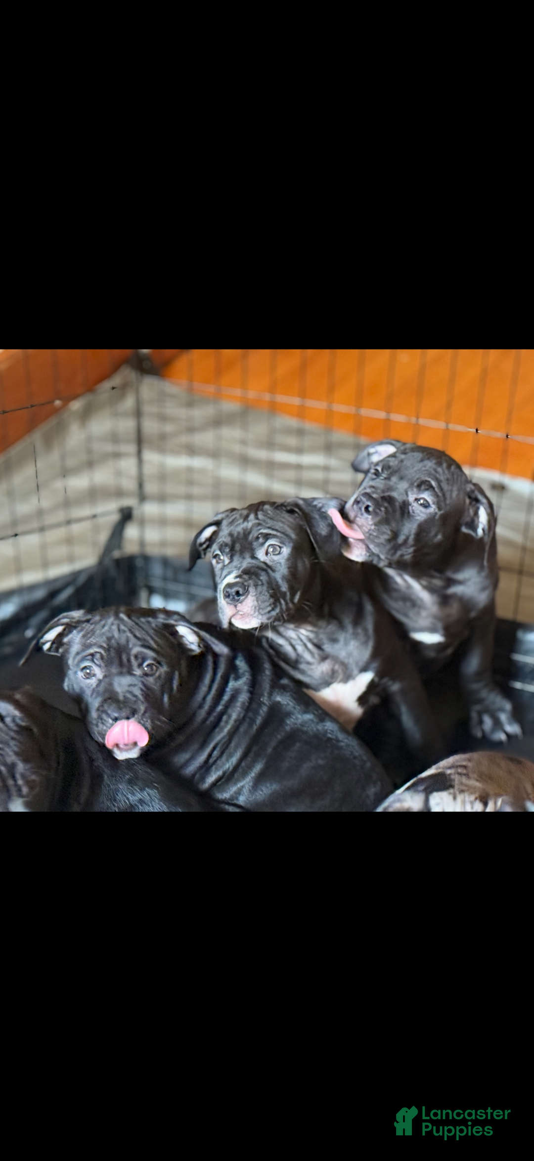 American Bully dogs for sale: King - Ad 15