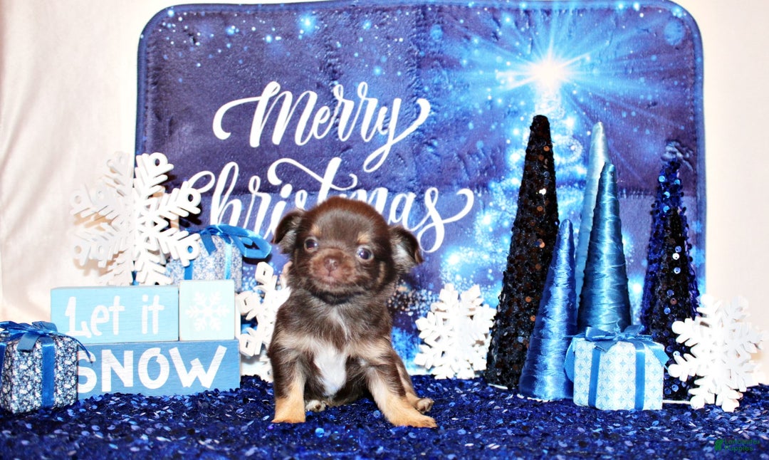 Chihuahua dogs for sale: Yuichi - Ad 2