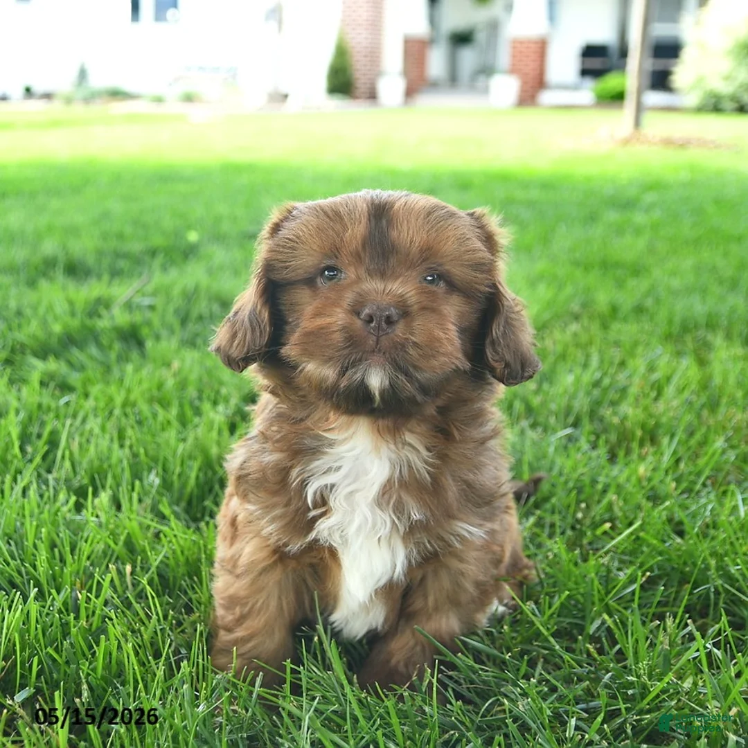 Mixed Breed dogs for sale: Samson  - Ad 2