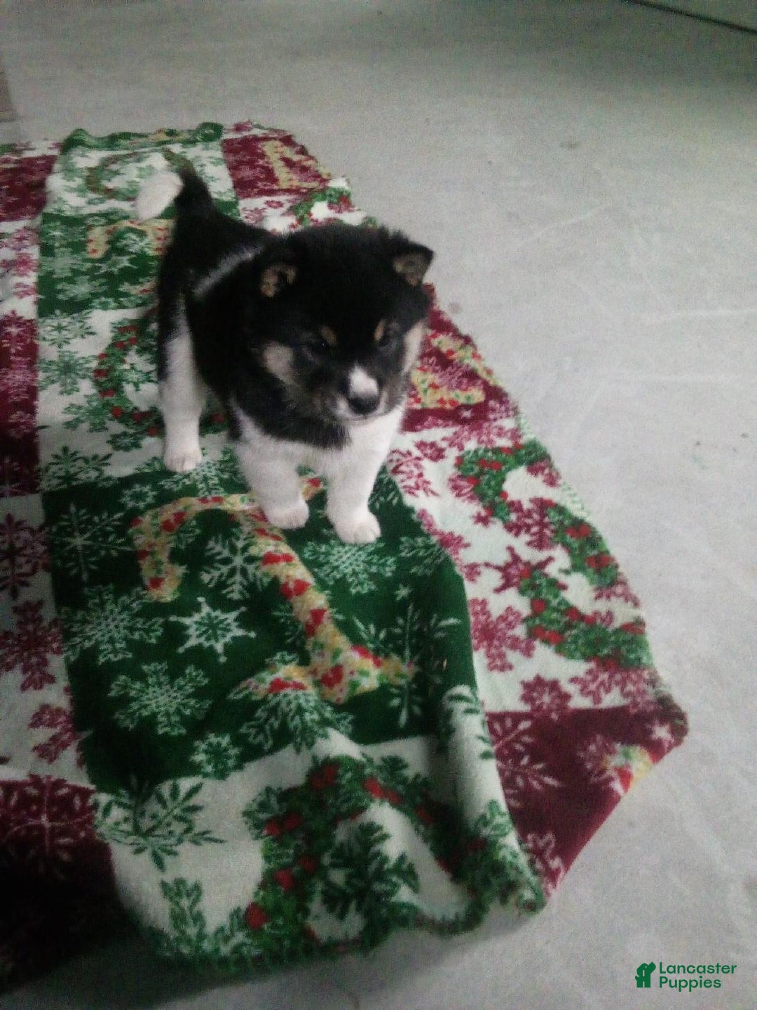 Shiba Inu dogs for sale: Sam - Ad 2