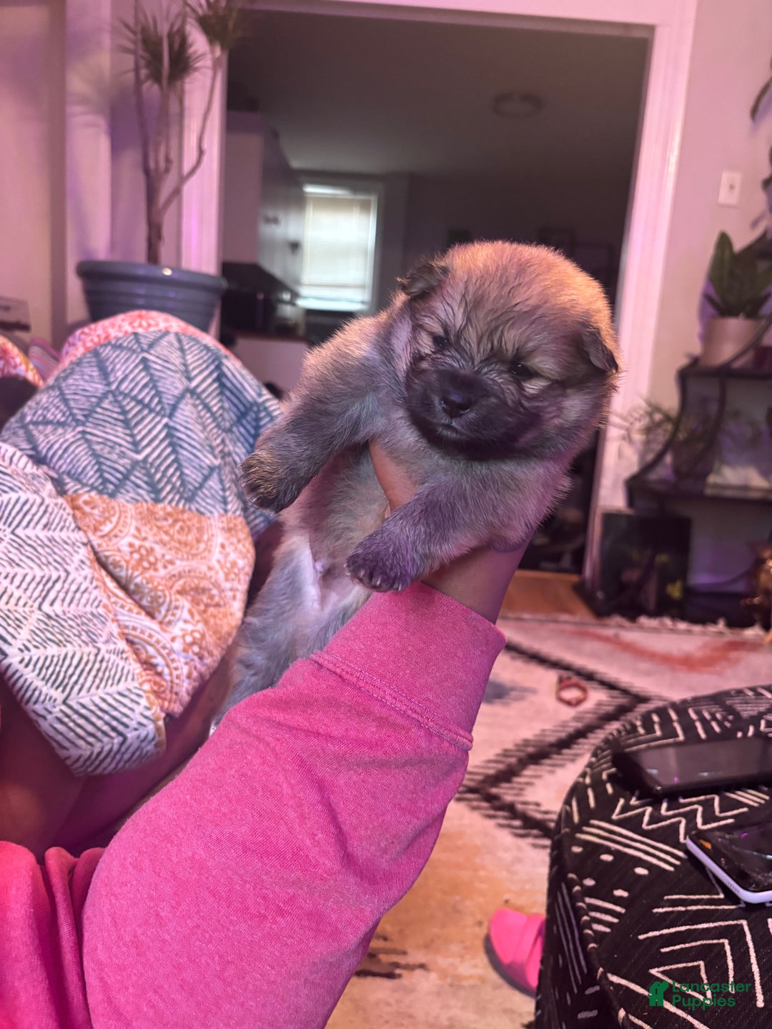 Pomeranian dogs for sale: Sparkles - Ad 10