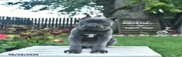 Cane Corso dogs for sale: Dahlia  - Ad 5