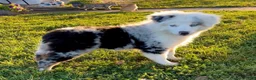 Australian Shepherd dogs for sale: Blue - Ad 1