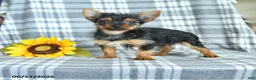 Yorkshire Terrier dogs for sale: Fern - Ad 1