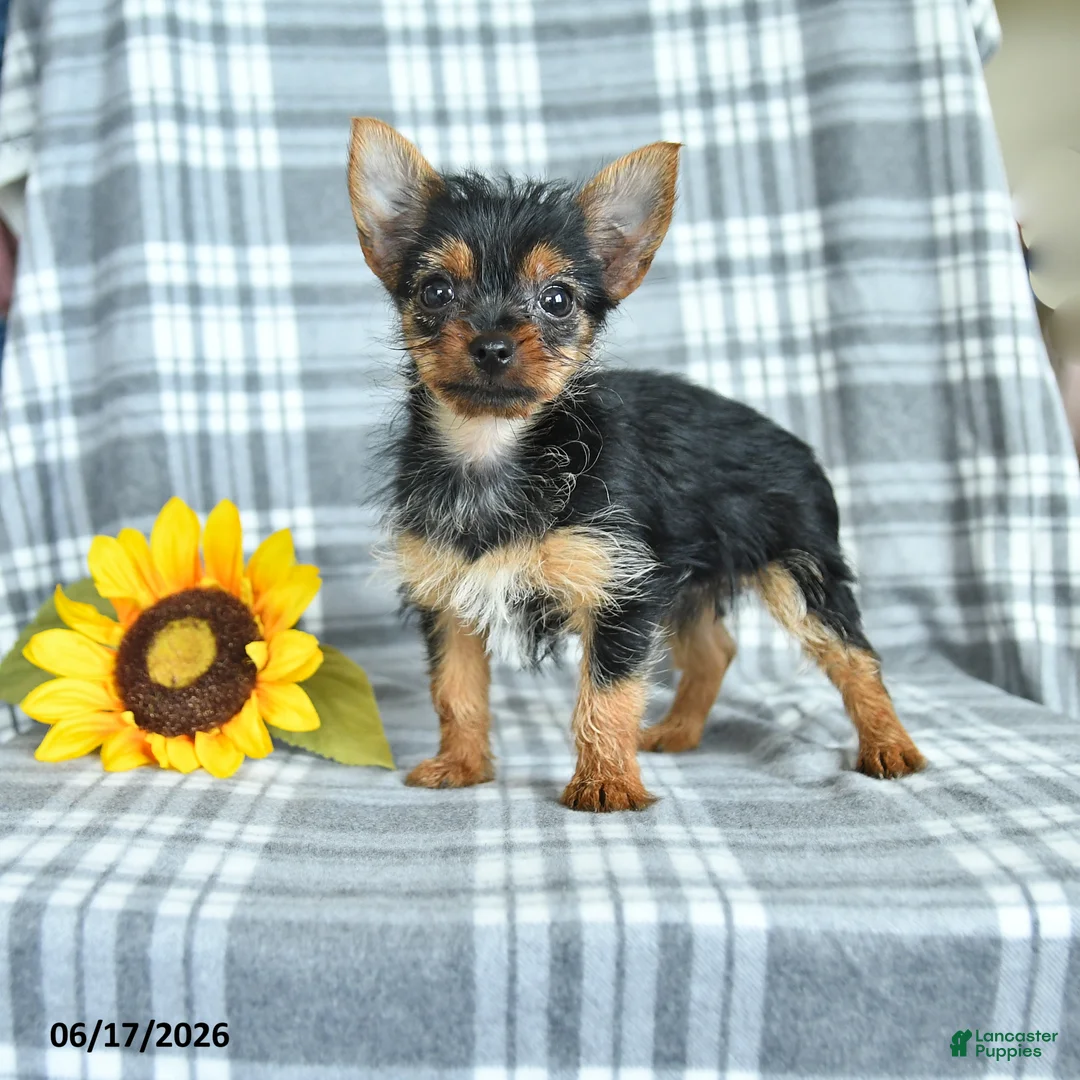 Yorkshire Terrier dogs for sale: Fern - Ad 1