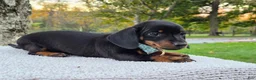Miniature Dachshund dogs for sale: Poppy  - Ad 3