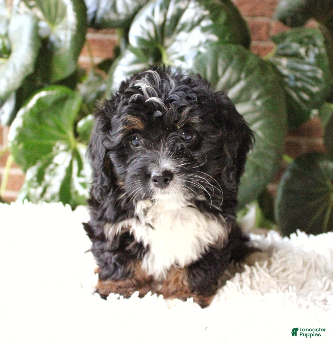 Mini Bernedoodle dogs Ella - Ad 1