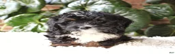 Mini Bernedoodle dogs for sale: Ella - Ad 1