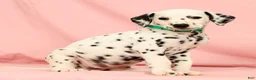 Dalmatian dogs for sale: Hailey - Ad 4