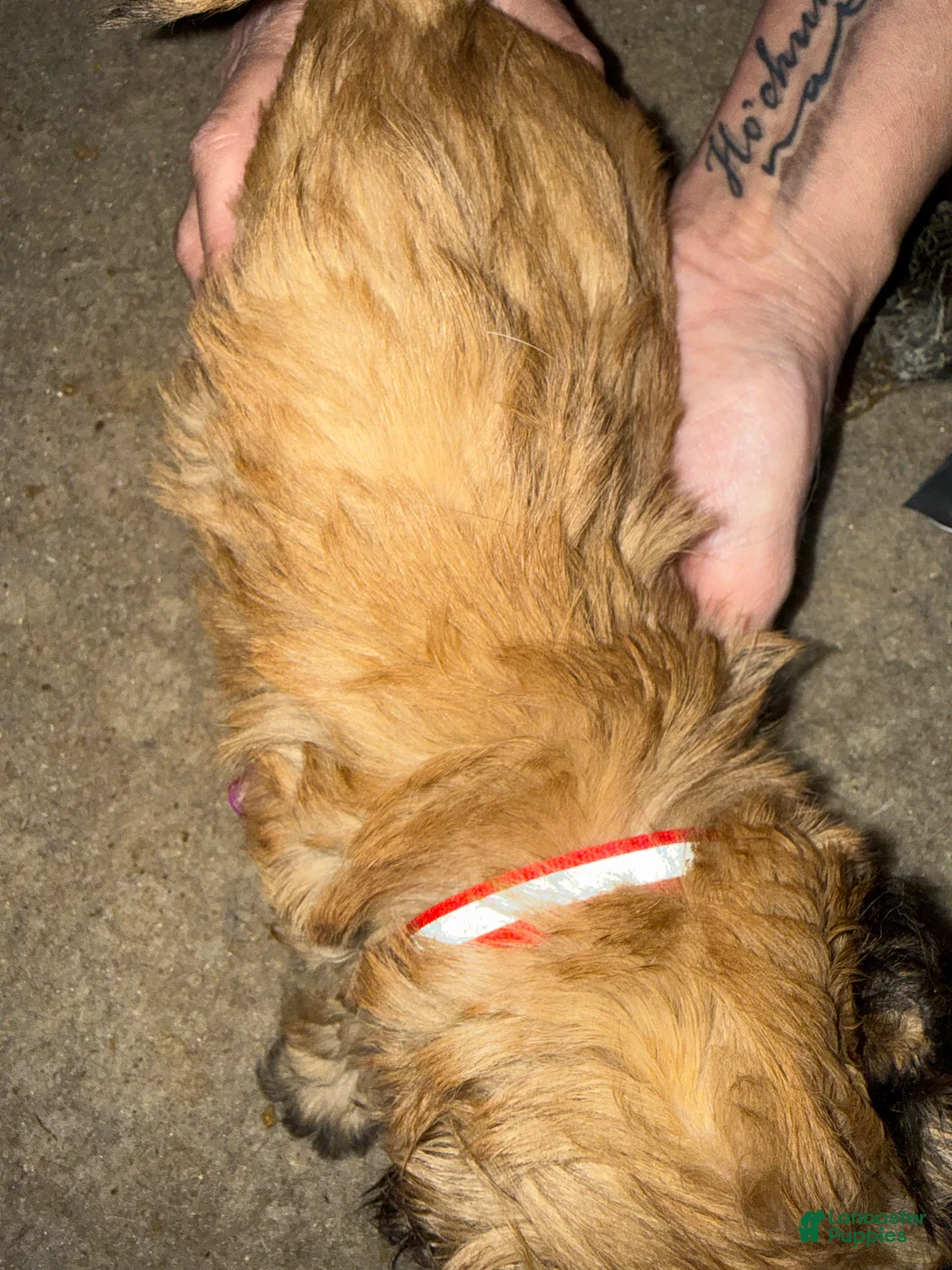 Lhasa Apso dogs for sale: Lhasa Apso Puppy 4 - Ad 2