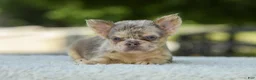 French Bulldog dogs for sale: Lacy - Ad 12