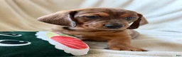 Miniature Dachshund dogs for sale: Miniature Dachshund - Arnold - Ad 7