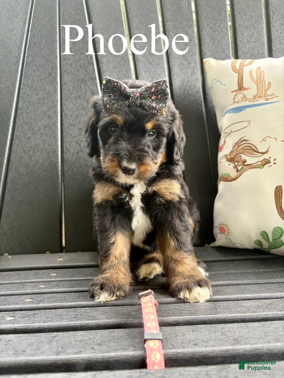 Bernedoodle dogs Phoebe - Ad 2