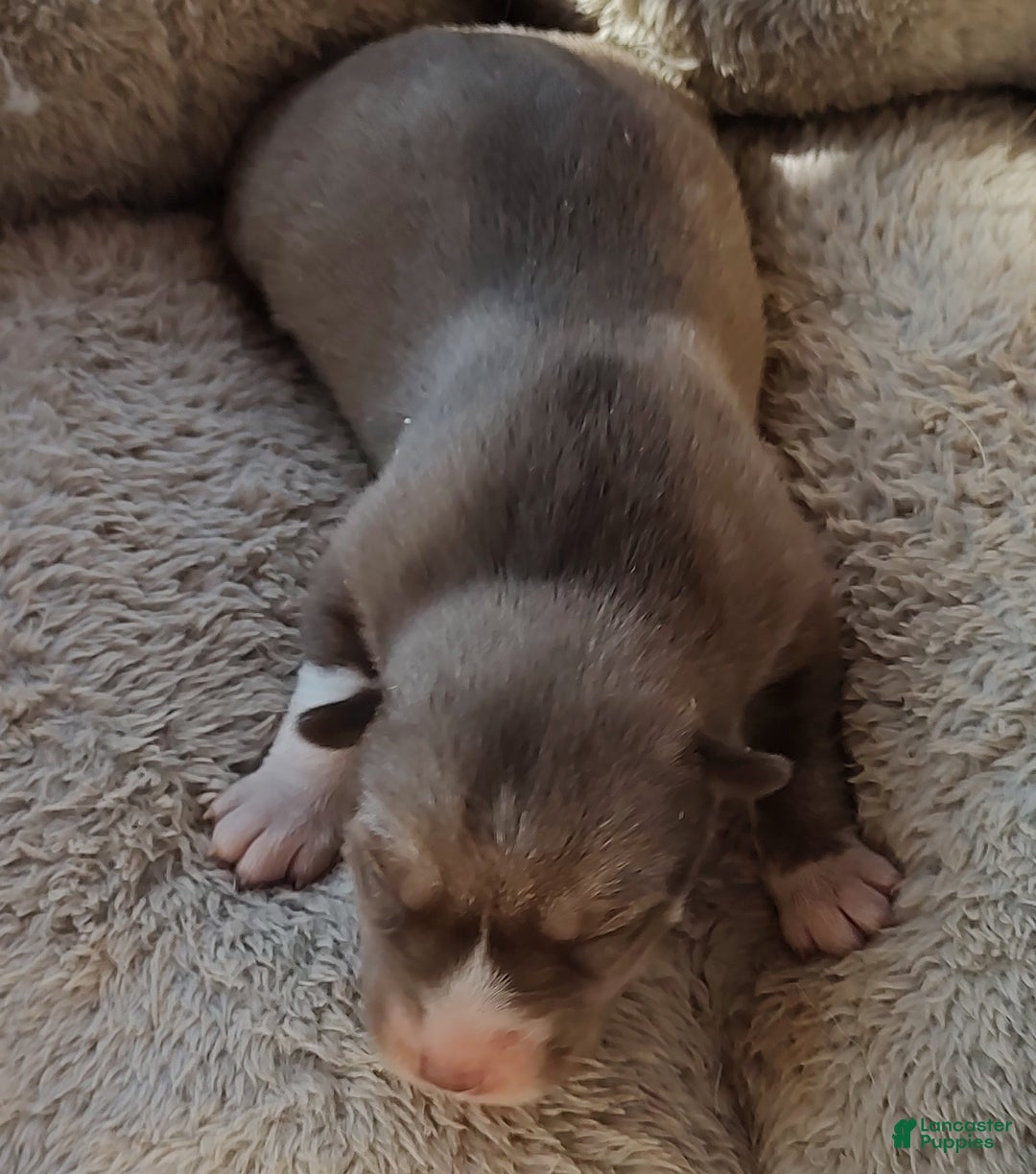 Siberian Husky dogs for sale: Siberian Husky Puppy 3 - Ad 2