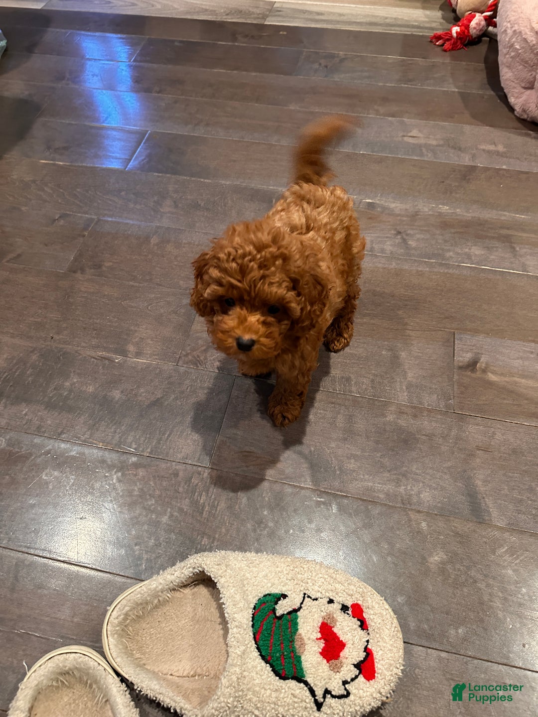Toy Poodle dogs for sale: Jayden- Teacup/Toy Genetically TESTED - Ad 4