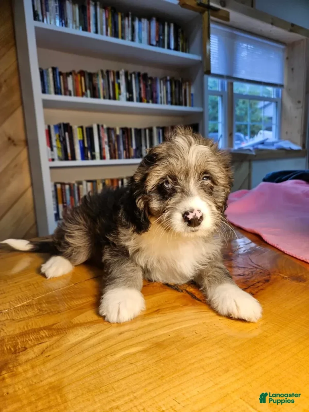 Mixed Breed dogs for sale: Cocoa - Ad 2