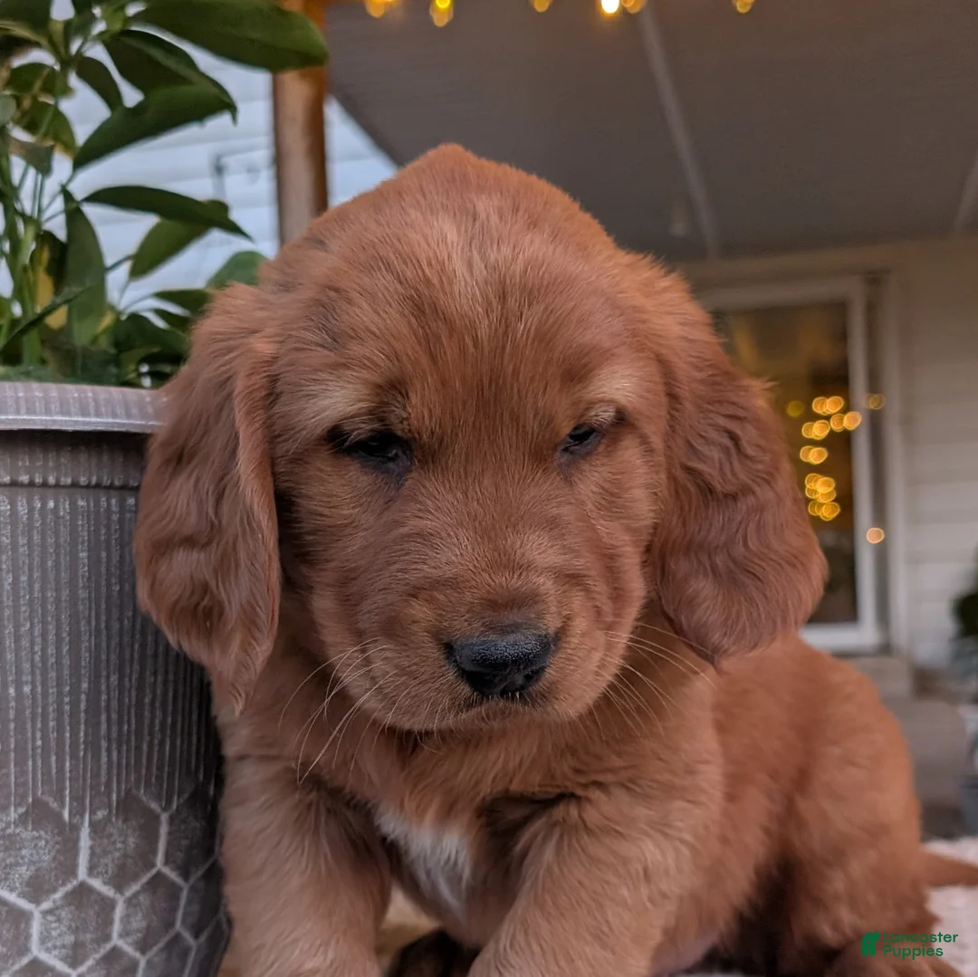 Golden Retriever dogs for sale: Tucker - Ad 2