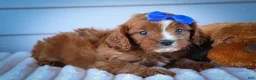 Cavapoo dogs for sale: Kyle🐾 - Ad 16