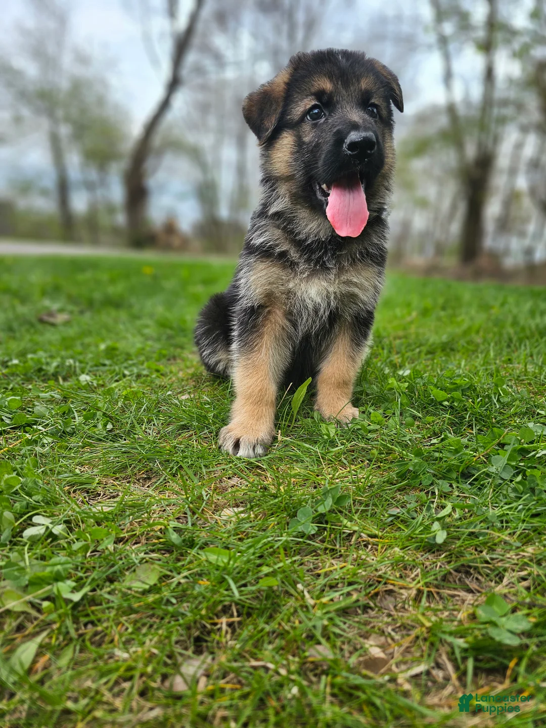 German Shepherd dogs for sale: Denali  - Ad 2