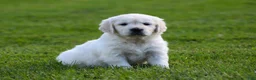 Golden Retriever dogs for sale: Lucy - Ad 1