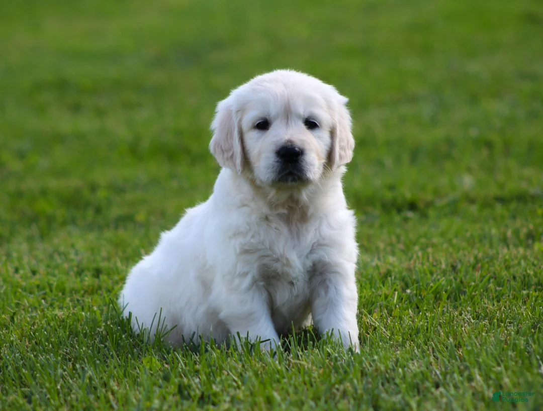 Golden Retriever dogs for sale: Lucy - Ad 1