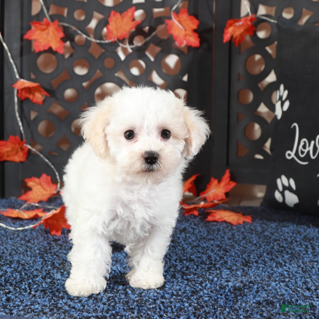 Bichpoo dogs for sale: Jasmine Sweet Cuddly Poochon Female - Ad 1