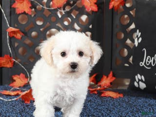 Bichpoo dogs Jasmine Sweet Cuddly Poochon Female - Ad 31
