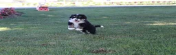 Bernedoodle dogs for sale: Shooter - Ad 7