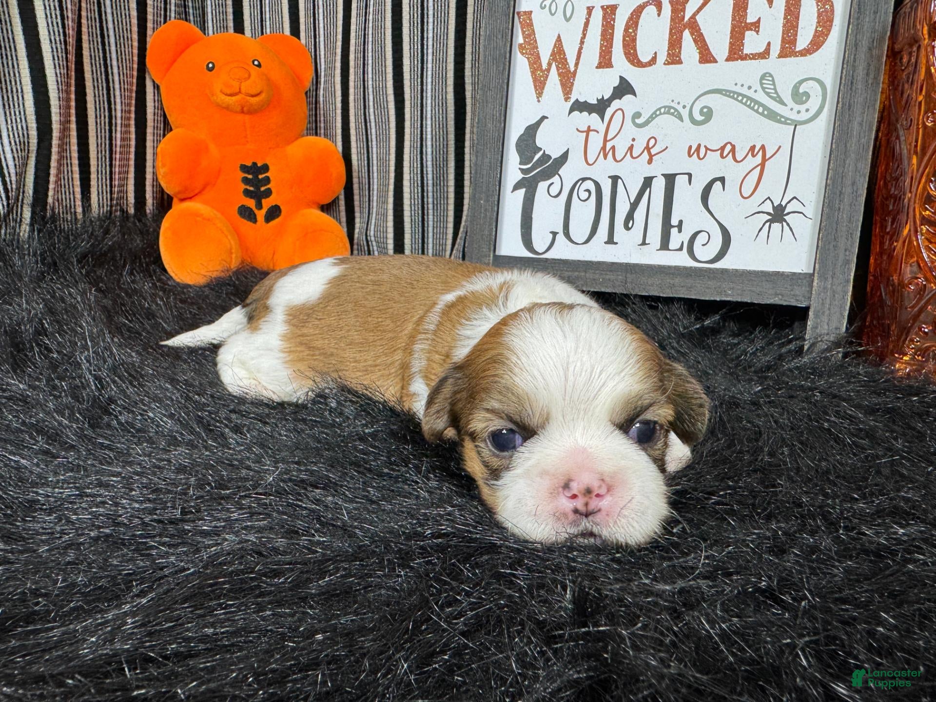 Shih Tzu dogs Shih Tzu 2 - Ad 19
