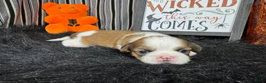 Shih Tzu 2
