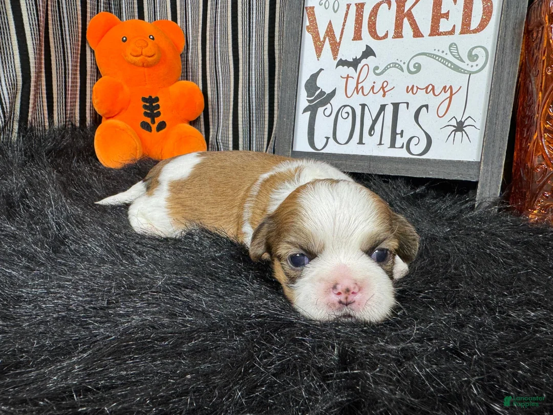 Shih Tzu dogs for sale: Shih Tzu 2 - Ad 1