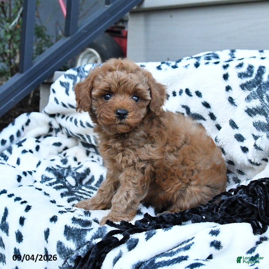 Toy Poodle dogs Flora   - Ad 2